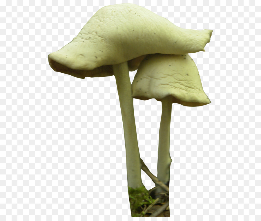 Mushroom festival Fungus Psilocybin mushroom - Mushroom PNG Transparent Image png download - 600*746 - Free Transparent Mushroom Festival png Download.