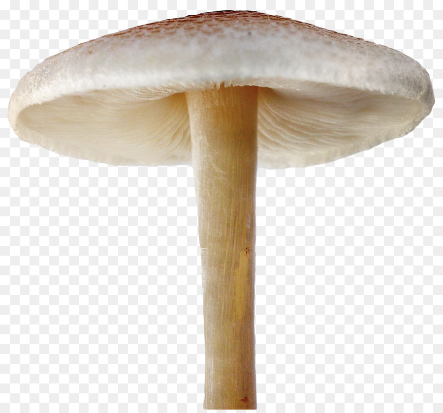 Mushroom Clip art - Mushroom png download - 1548*1433 - Free Transparent Download png Download.