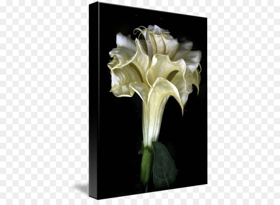 Daturas Flower Tulip Floral emblem Floral design - Angel trumpet png download - 447*650 - Free Transparent Daturas png Download.