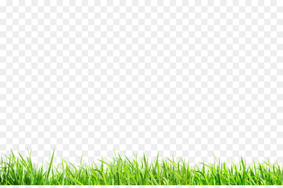 Green Meadow Nature - Green wheat seedling png download - 3500*2300 - Free Transparent Green png Download.