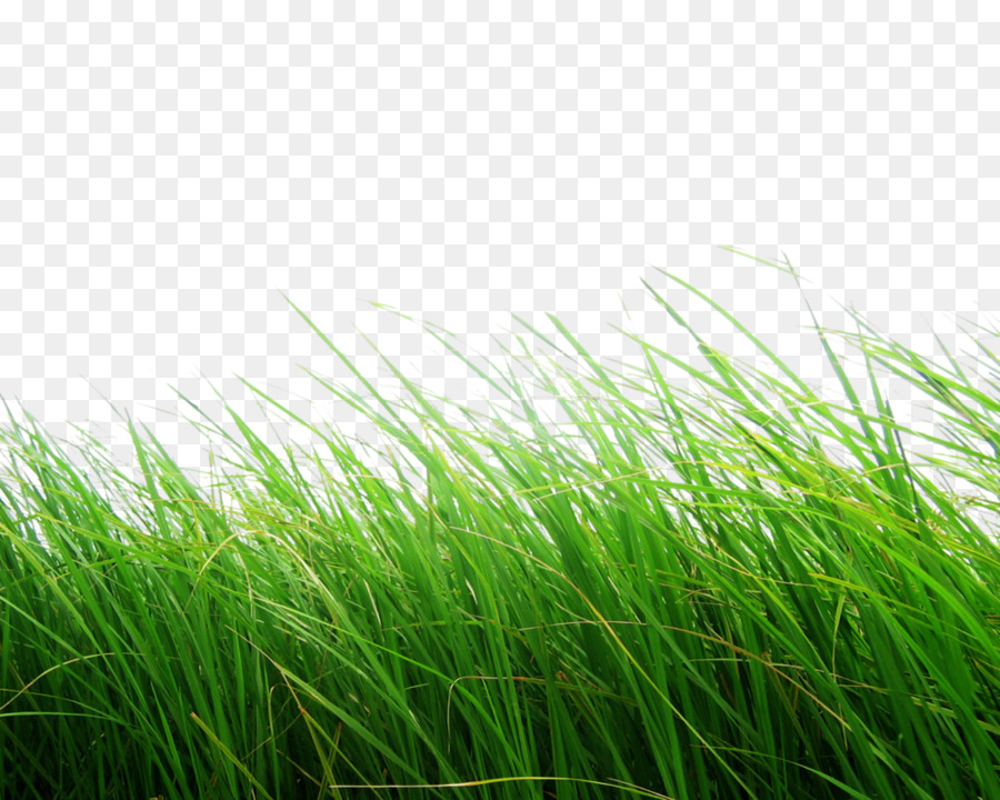 Clip art - Nature PNG Free Download png download - 1024*819 - Free Transparent Lawn png Download.