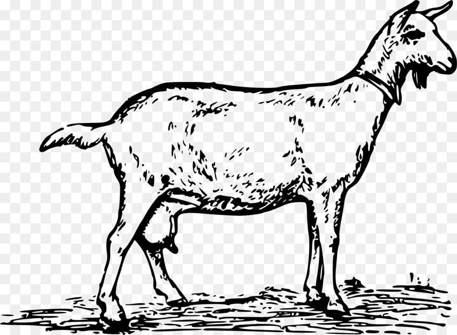 Anglo-Nubian goat Toggenburg goat Boer goat Pygmy goat Black Bengal goat - milk png download - 2383*1747 - Free Transparent Anglonubian Goat png Download.