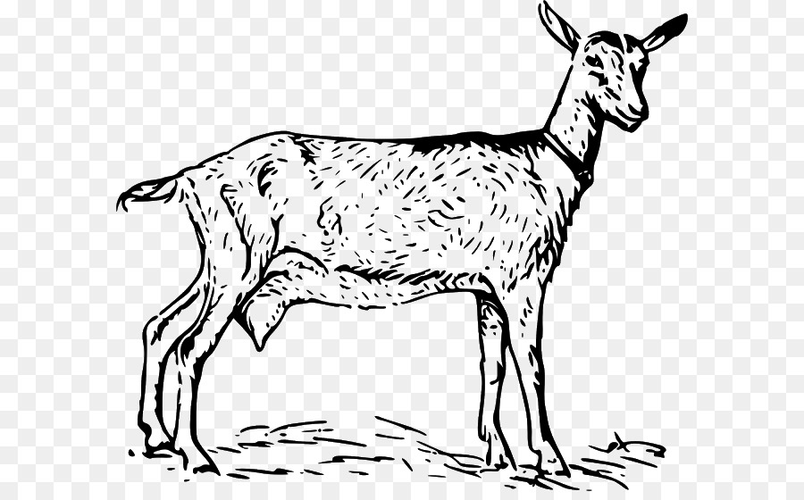 Anglo-Nubian goat Black Bengal goat Boer goat Clip art - goat clipart png download - 640*550 - Free Transparent Anglonubian Goat png Download.