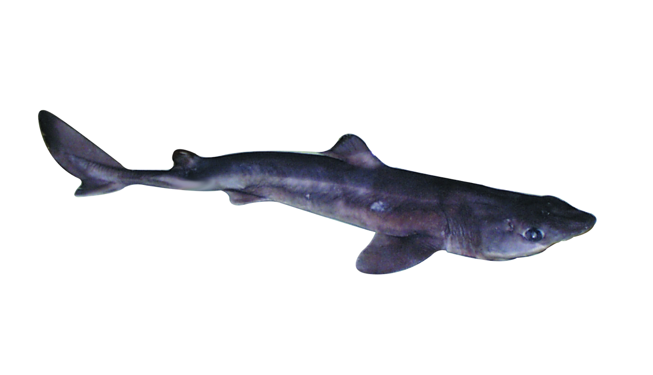 Requiem Sharks Spiny Dogfish Fin Longnose Spurdog Cartilaginous Fishes Fish Png Download 1280 736 Free Transparent Requiem Sharks Png Download Clip Art Library