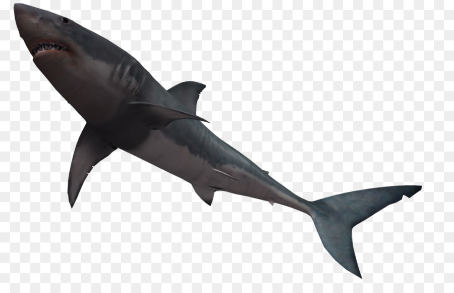 Bull shark Great white shark Clip art - Free Shark Images png download - 1024*639 - Free Transparent Shark png Download.