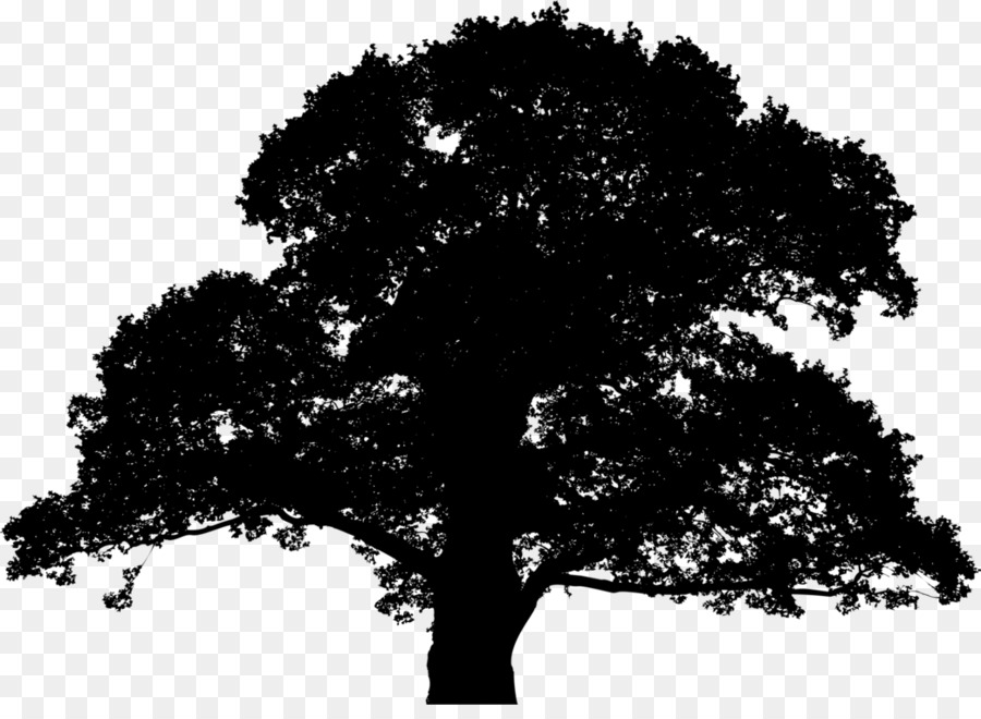 Clip art Tree Silhouette English oak Vector graphics - tree outline png oak png download - 1043*750 - Free Transparent Tree png Download.