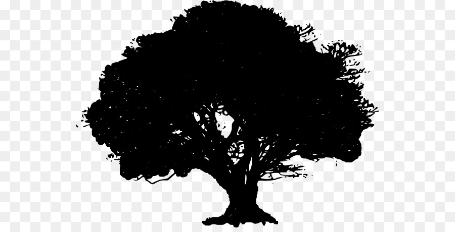 Tree Drawing Water oak Clip art - Oak Tree Clipart png download - 600*451 - Free Transparent Tree png Download.