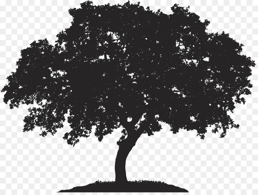 English oak Tree Japanese maple Royalty-free Quercus berberidifolia - tree png download - 1266*950 - Free Transparent English Oak png Download.