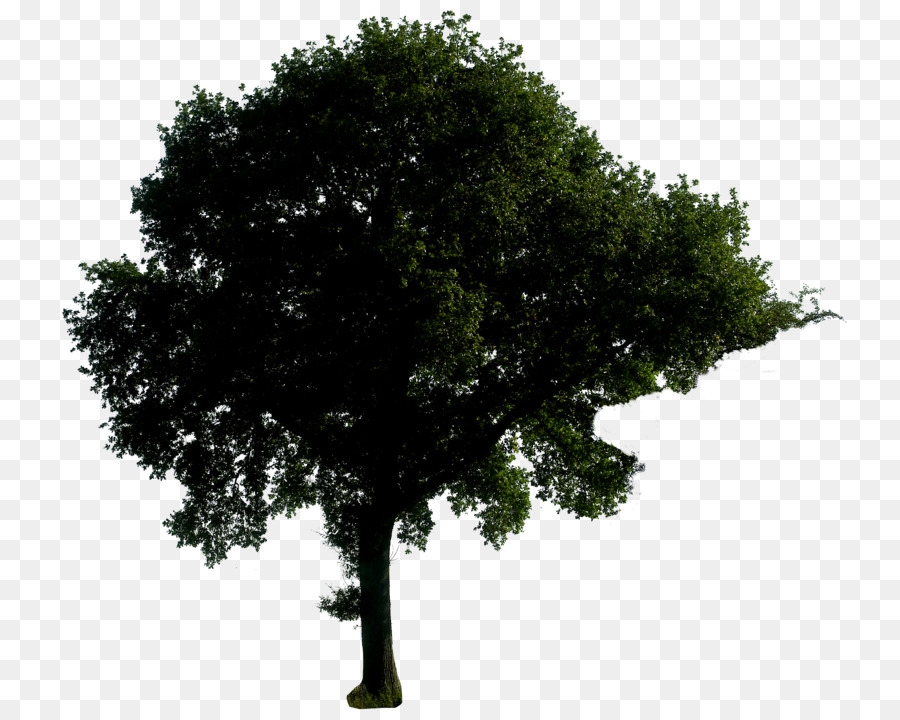 Tree Oak - trees png download - 800*718 - Free Transparent Tree png Download.