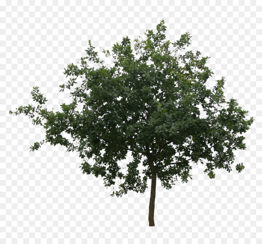 Branch Oak Tree Leaf Shrub - tree png download - 2304*2150 - Free Transparent Branch png Download.