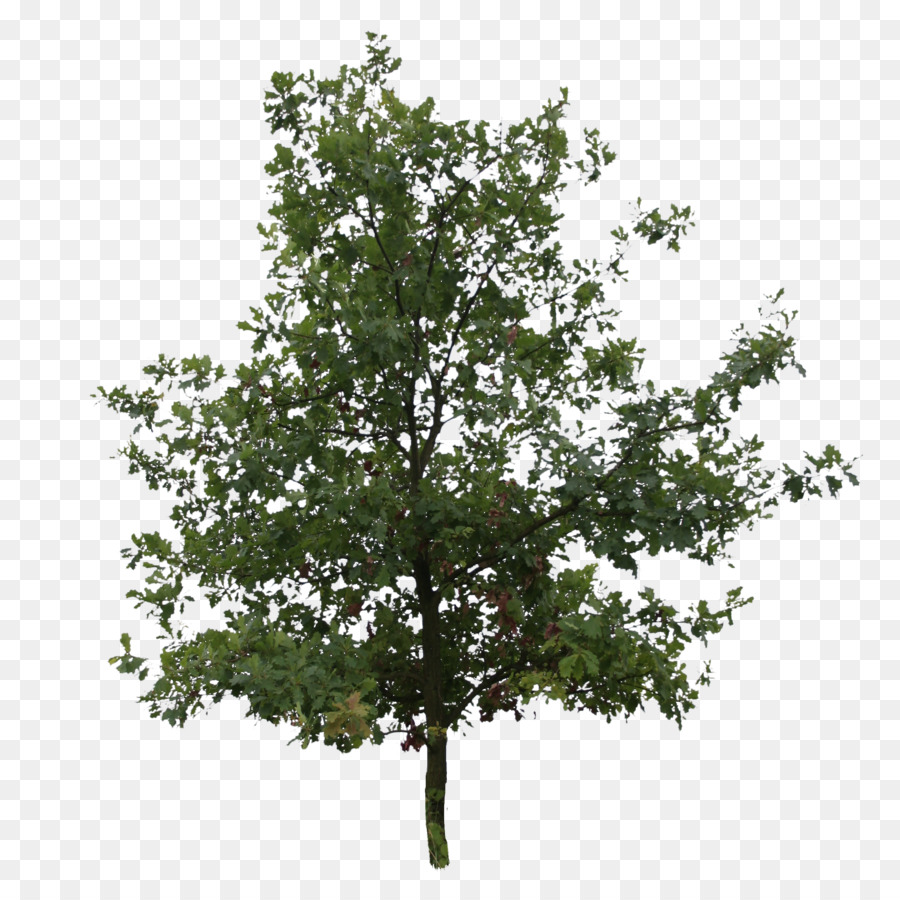 English oak Southern live oak Tree Northern Red Oak Plant - tree png download - 2304*2280 - Free Transparent English Oak png Download.