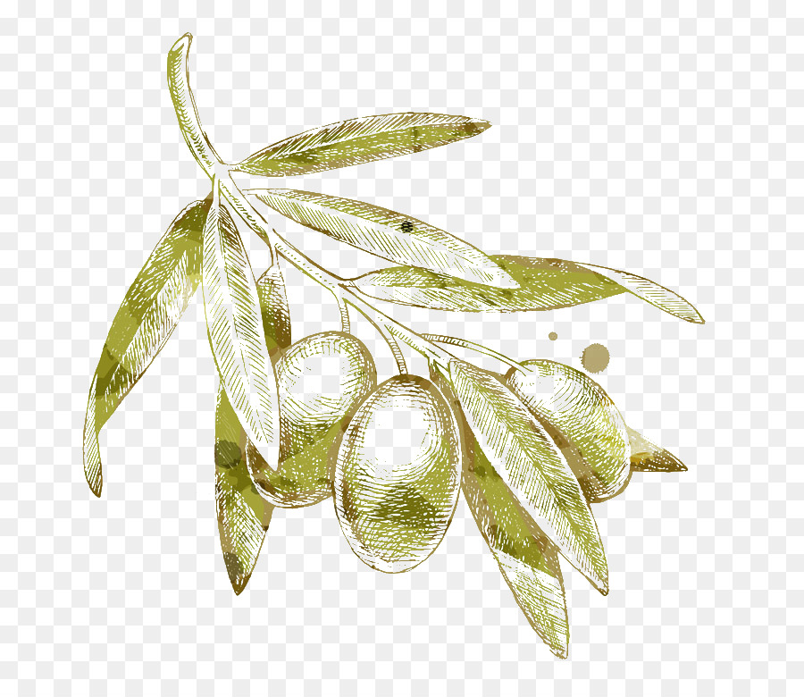Olive branch Drawing - Yellow olives png download - 780*772 - Free Transparent Olive png Download.