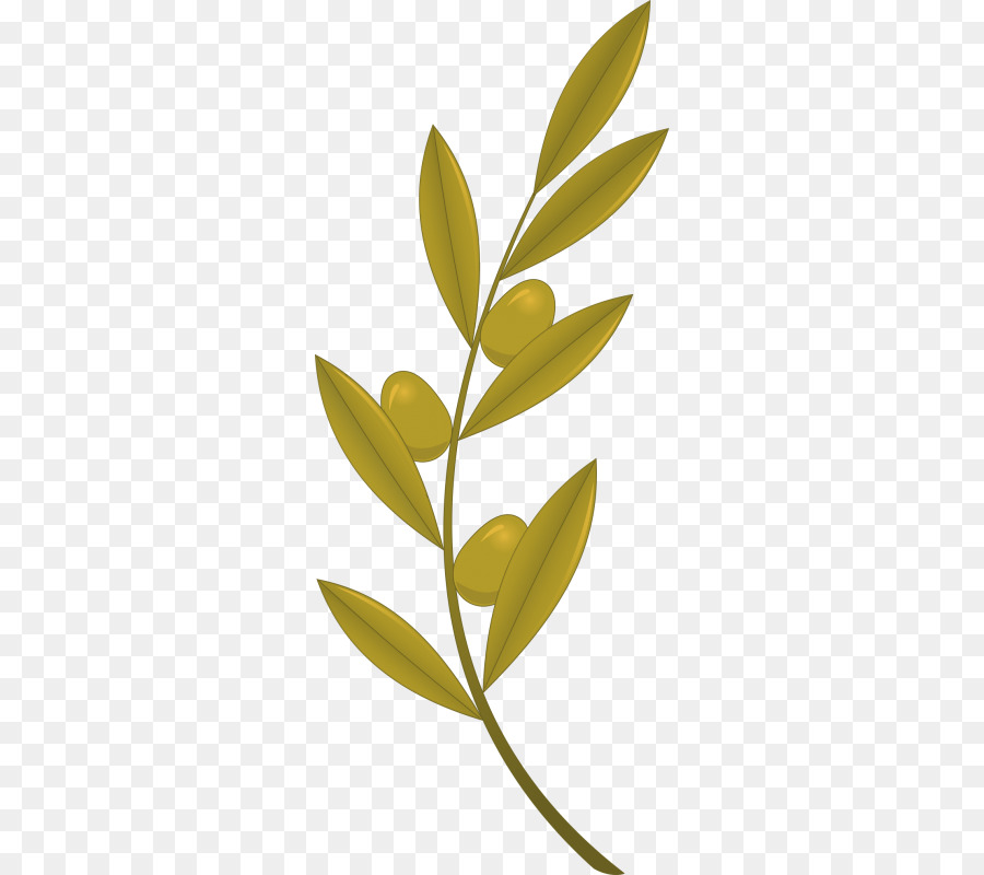 Olive branch Royalty-free - olive png download - 800*800 - Free Transparent Olive Branch png Download.