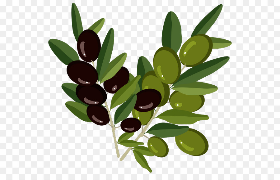 Olive branch Olive oil - olive png download - 600*565 - Free Transparent Olive png Download.