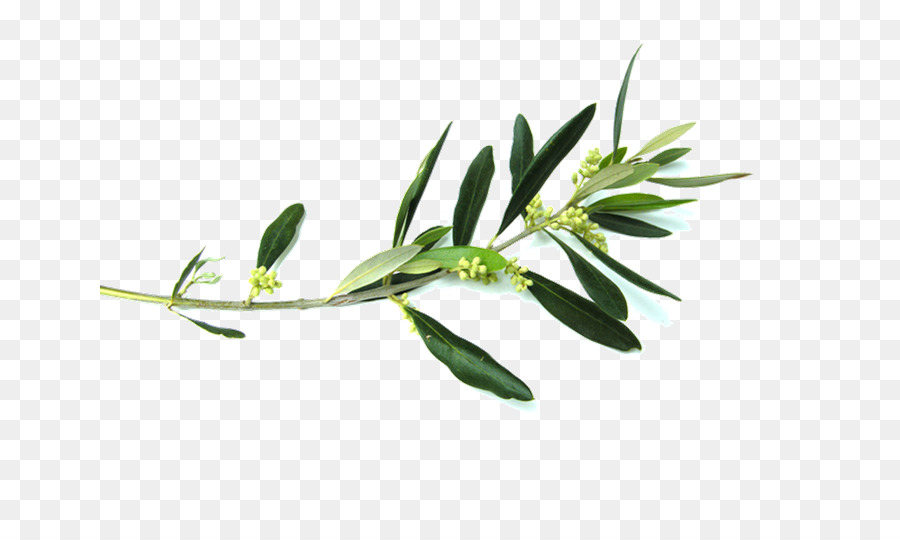 Olive branch Flower Clip art - olive branch png download - 699*524 - Free Transparent Olive Branch png Download.