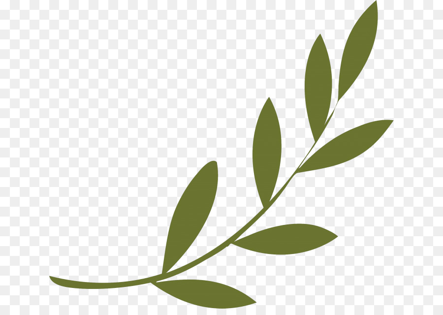 Olive branch Peace symbols Olive wreath - symbol png download - 700*627 - Free Transparent Olive Branch png Download.