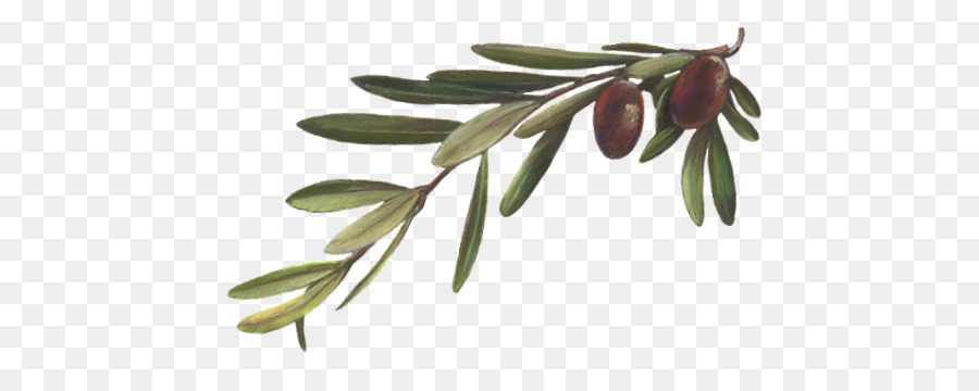 Olive branch Plant Mirror Olive oil Leaf - plant png download - 509*350 - Free Transparent Olive Branch png Download.