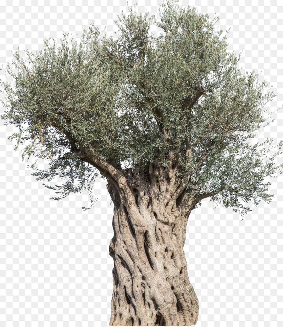 Olive Stock photography Tree Mediterranean cuisine Branch - olive tree png download - 961*1107 - Free Transparent Olive png Download.