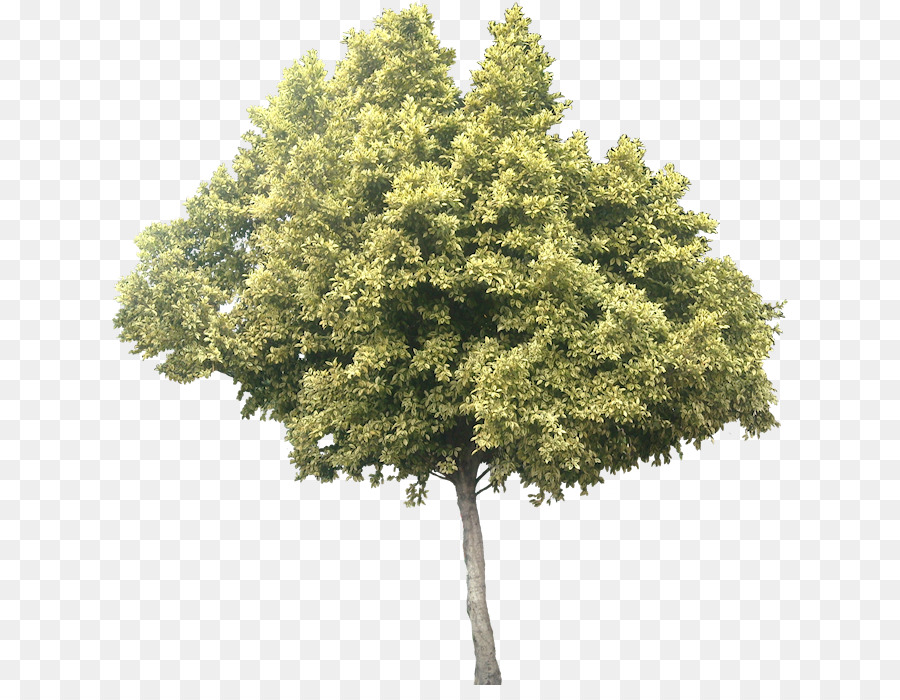 Olive leaf Clip art Tree Portable Network Graphics - oak tree png evergreen plant png download - 677*685 - Free Transparent Olive png Download.