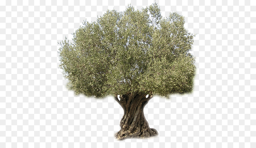 Olive oil Tree Aceitunas aliñadas - olive png download - 500*505 - Free Transparent Olive png Download.