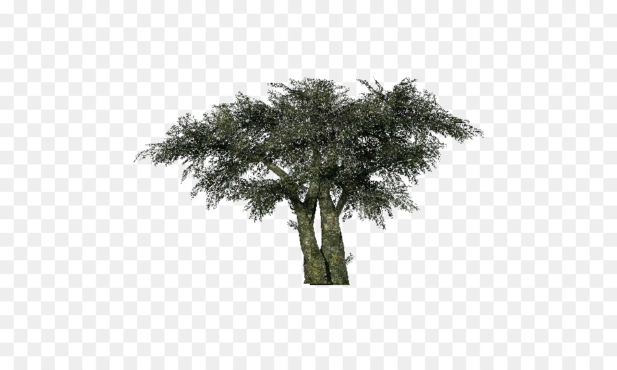 Tree Olive Computer Software Project Three-dimensional space - tree png download - 750*527 - Free Transparent Tree png Download.