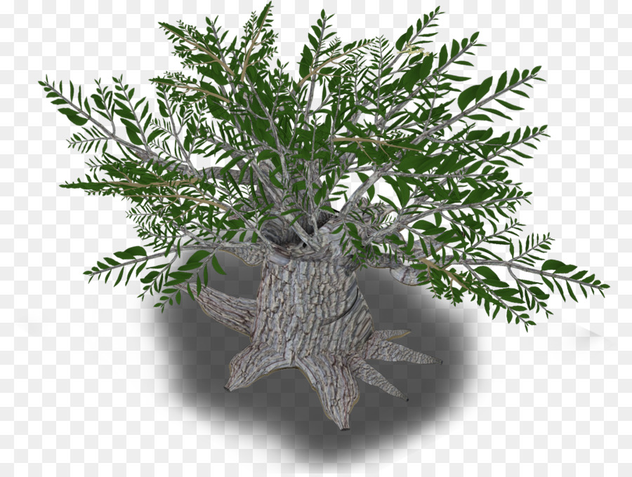 Iran Olive Tree Plant Western Asia - olive leaves png download - 1280*960 - Free Transparent Iran png Download.