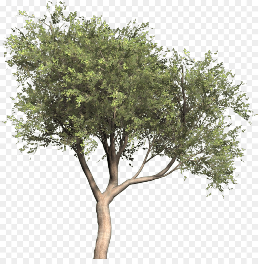 Olive Tree 3d Model Free