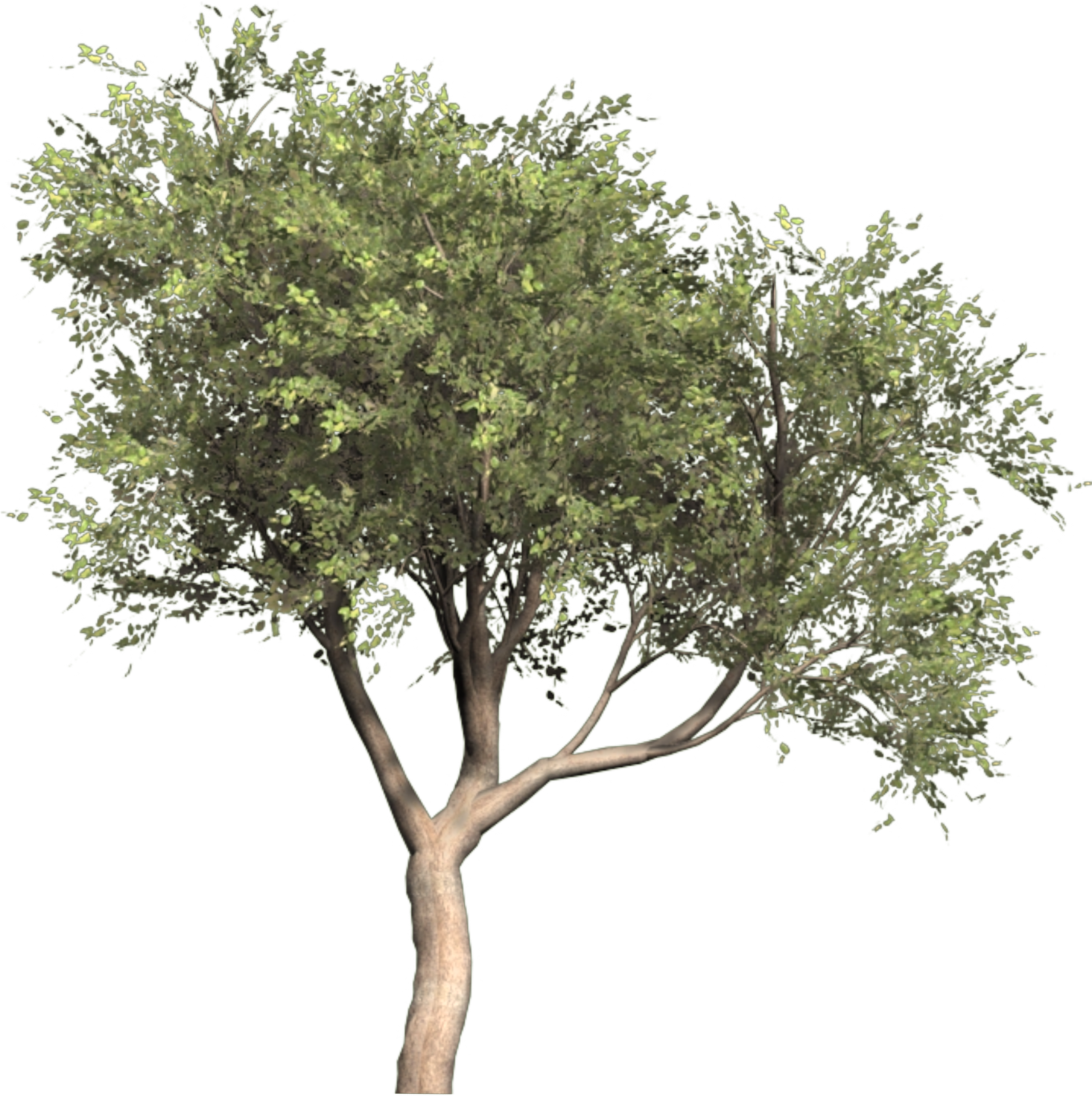 Olive Tree 3d Model Free Download