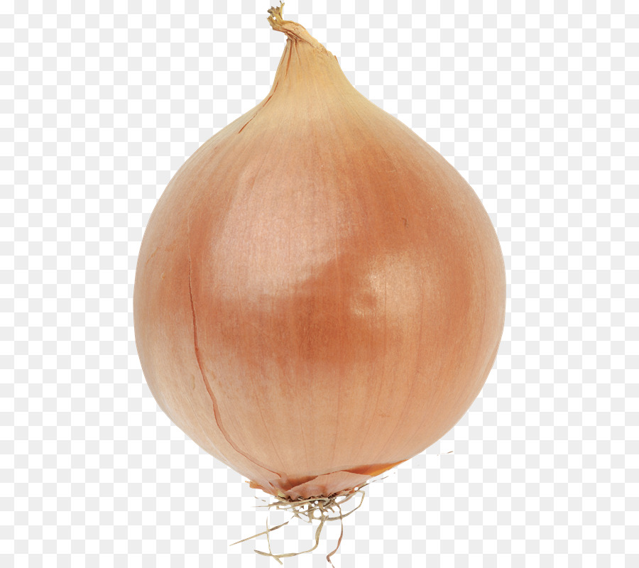 Bulb Onions Bulb Onions Vegetable Red onion - onion png download - 526*800 - Free Transparent Onion png Download.