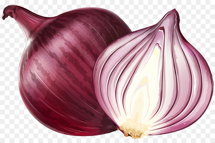 Red onion Euclidean vector Illustration - Purple onions png download - 2369*1565 - Free Transparent Onion png Download.