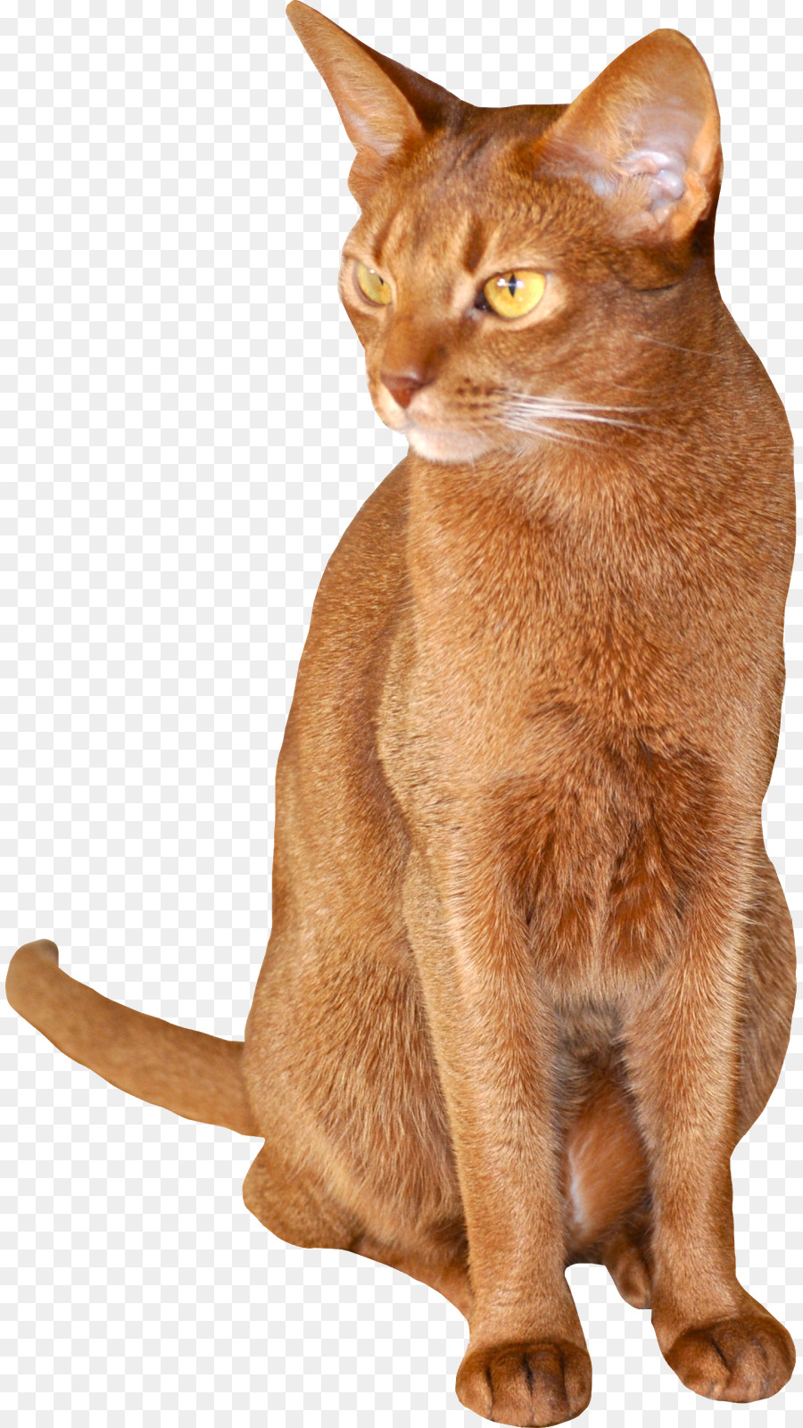 Abyssinian Chausie Burmese cat German Rex Somali cat - cats png download - 887*1600 - Free Transparent Abyssinian png Download.