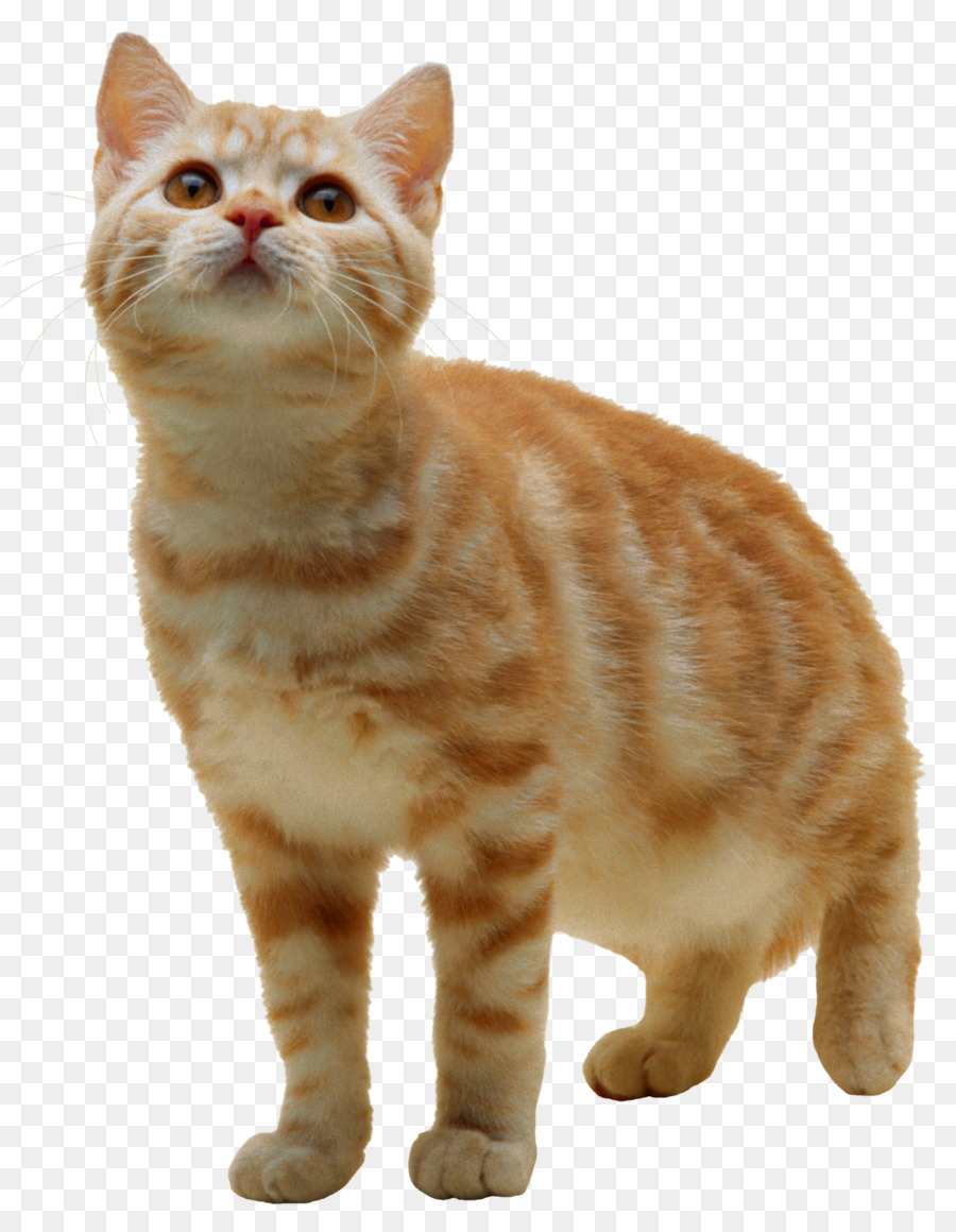 Tabby cat Kitten Clip art - cats png download - 1247*1600 - Free Transparent Cat png Download.