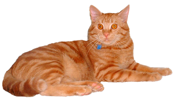 European Shorthair American Shorthair Toyger Ocicat Whiskers