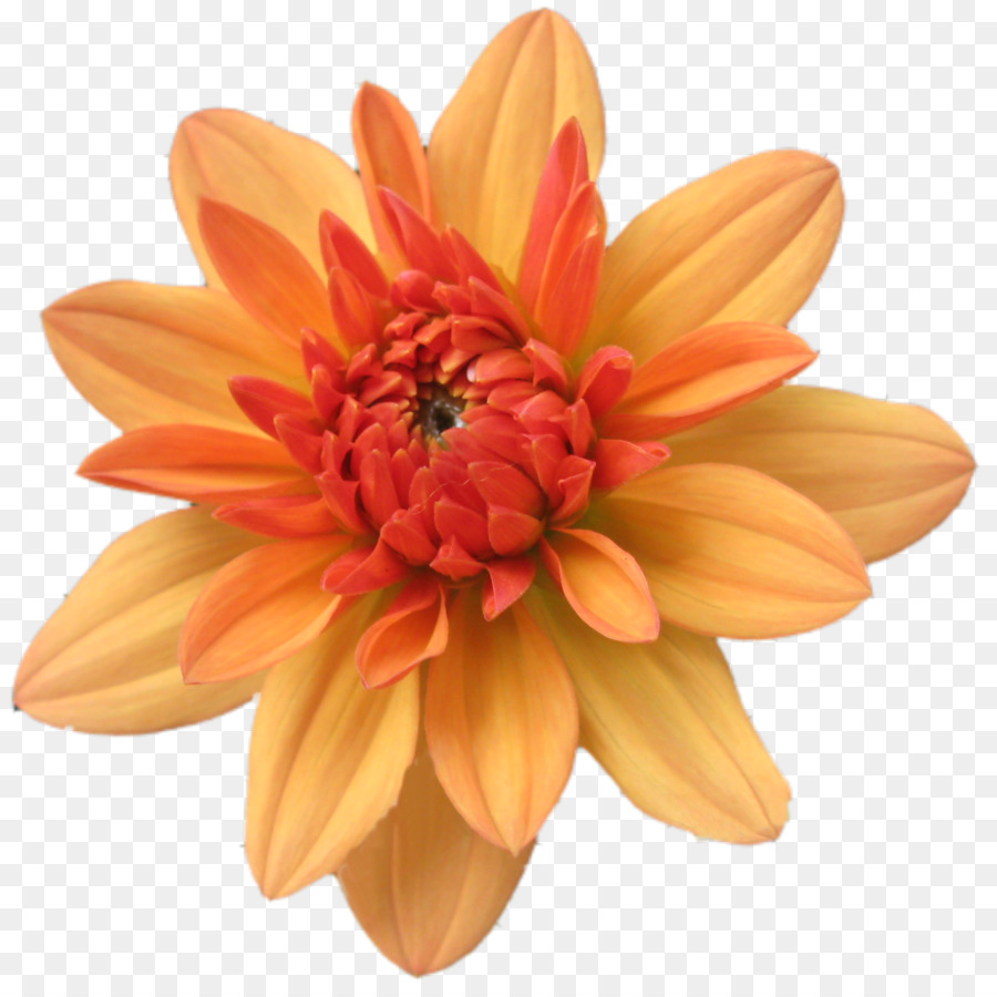 Orange Flower Clip art - flower png download - 1280*1280 - Free Transparent Orange png Download.