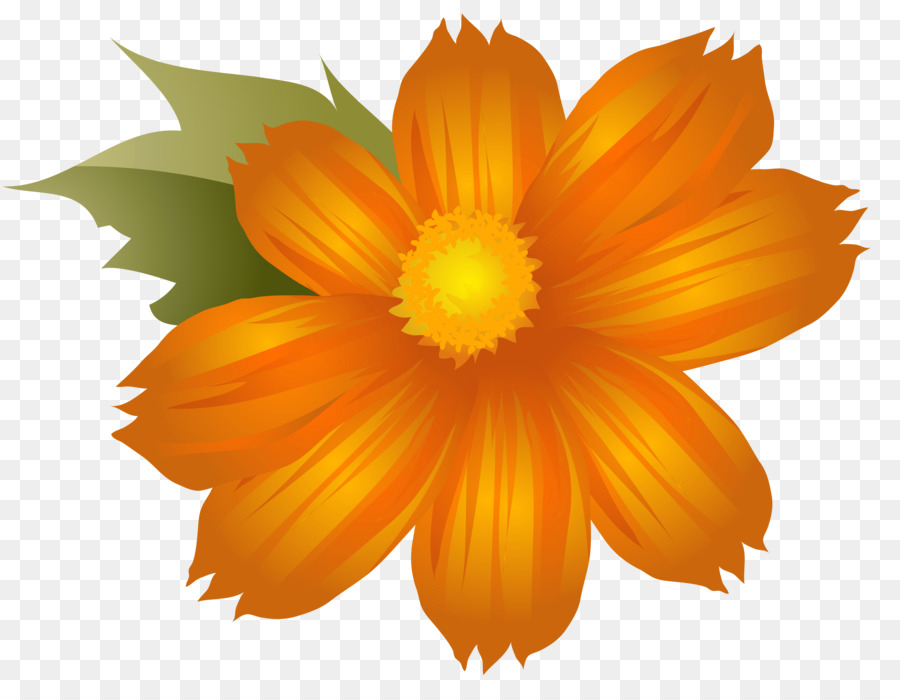 Flower Orange Clip art - Orange Flowers Cliparts png download - 6284*4790 - Free Transparent Flower png Download.