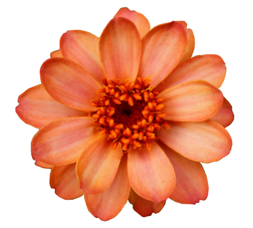 Flower Orange Blossom Clip Art Flower Png Download 500452 Free