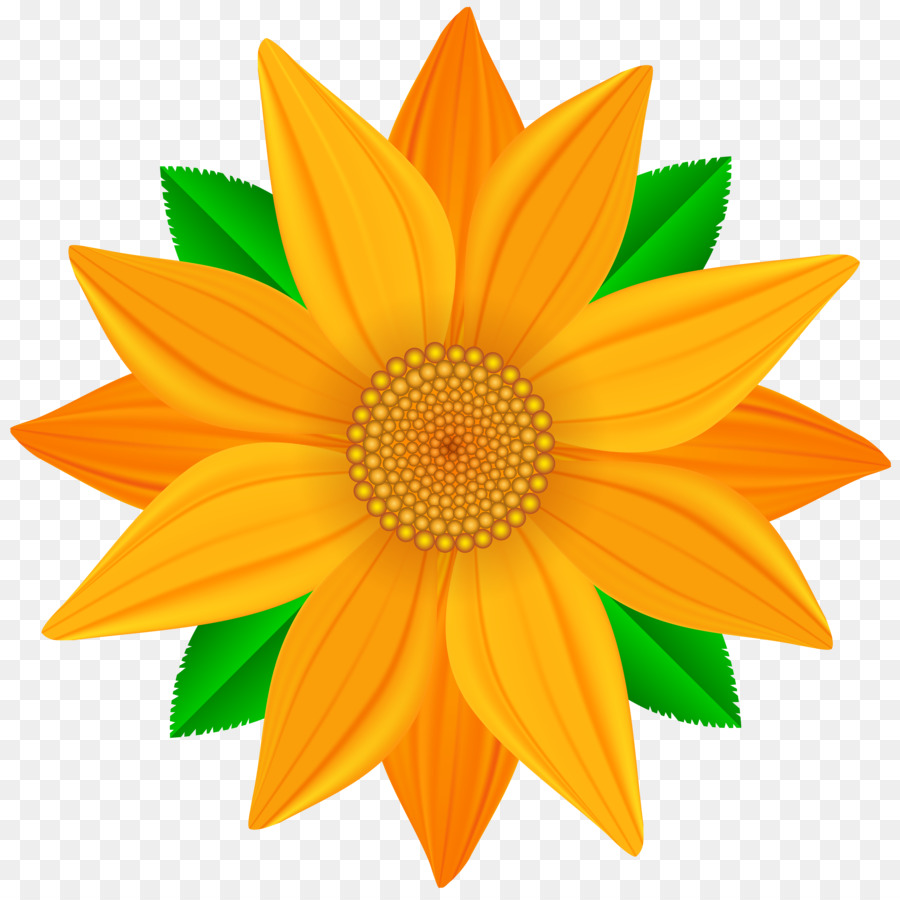 Common sunflower Clip art - flower png download - 6000*5945 - Free Transparent Common Sunflower png Download.