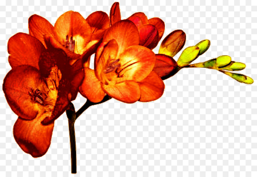 Cut flowers Plant Freesia alba Bulb - orange flower png download - 1024*699 - Free Transparent Flower png Download.