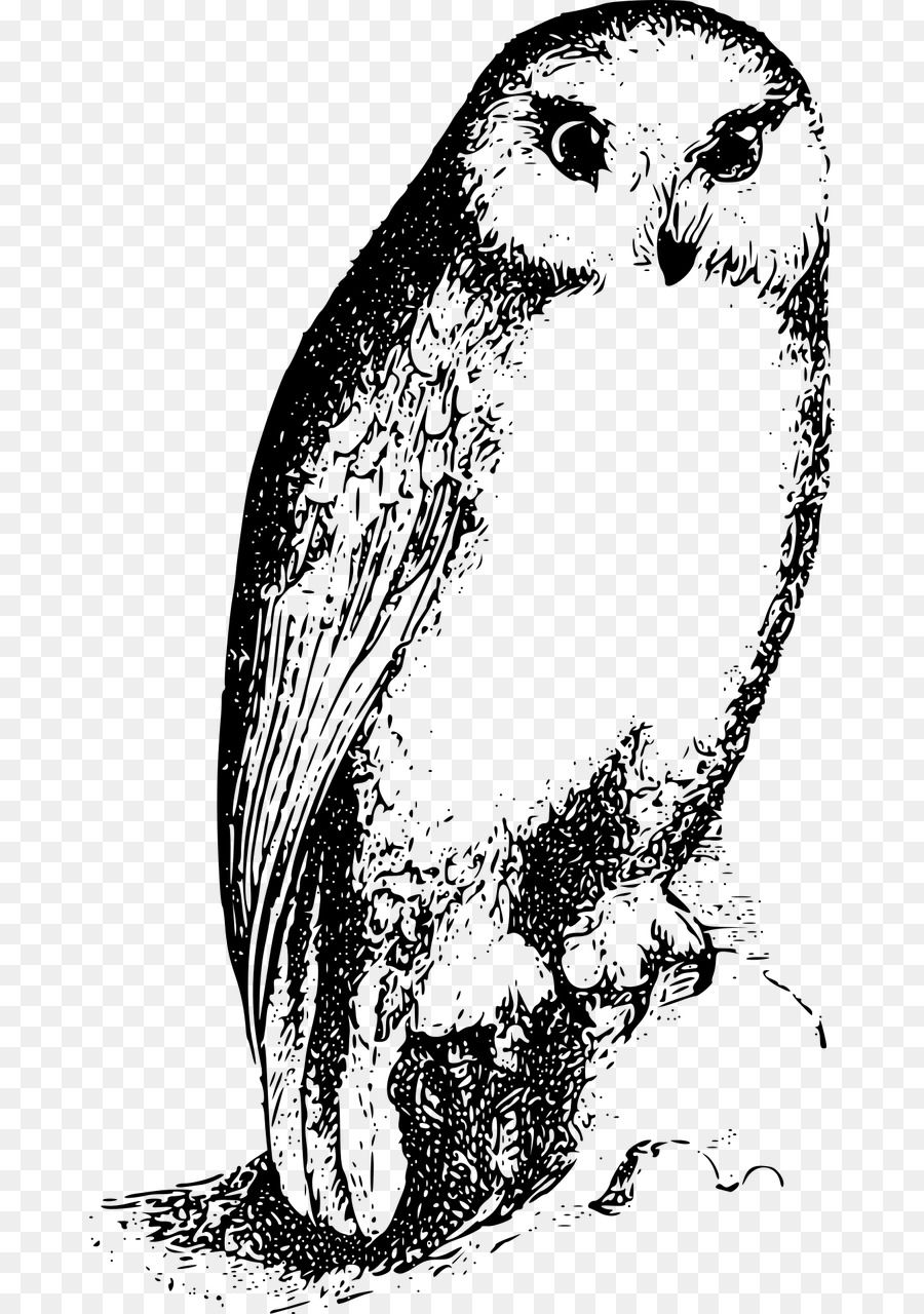 Bird of prey Owl Drawing Beak - Bird png download - 726*1280 - Free Transparent Bird png Download.