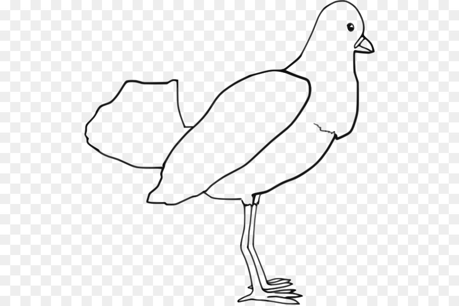 Bird Parrot Coloring book Drawing Clip art - Outline Drawings Of Birds png download - 570*598 - Free Transparent Bird png Download.