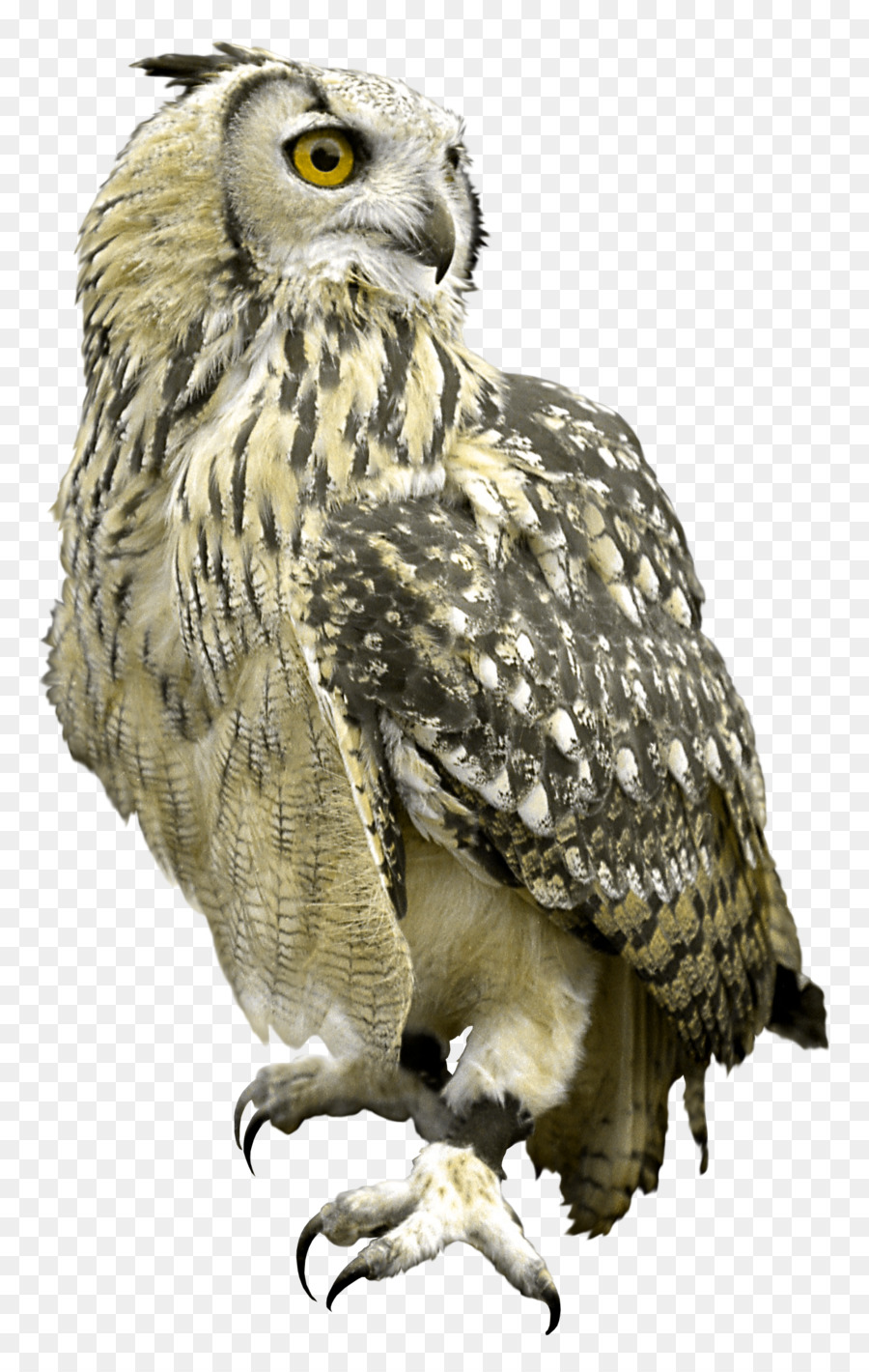 Great Grey Owl Bird Hawk - owl png download - 1450*2277 - Free Transparent Great Grey Owl png Download.