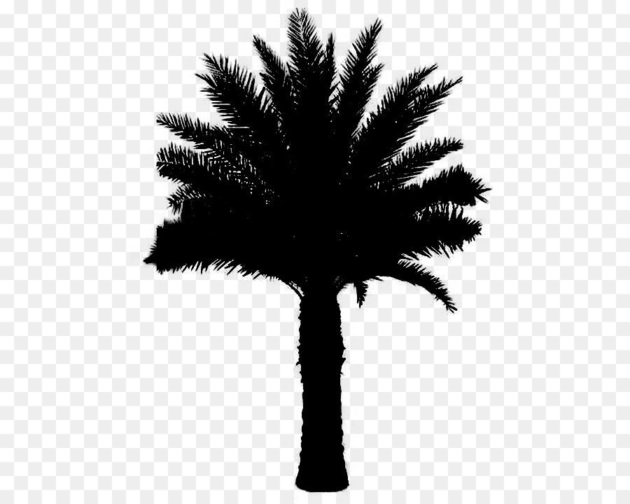 Asian palmyra palm Black & White - M Date palm Leaf Silhouette -  png download - 720*720 - Free Transparent Asian Palmyra Palm png Download.