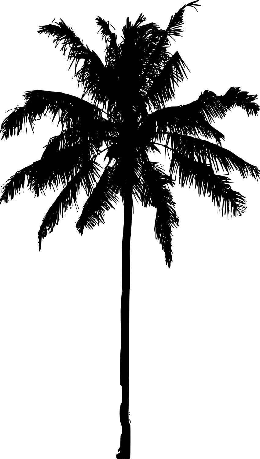 Arecaceae Silhouette Photography palm tree png download