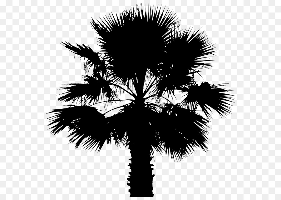 Asian palmyra palm Date palm Leaf Palm trees Silhouette -  png download - 605*630 - Free Transparent Asian Palmyra Palm png Download.