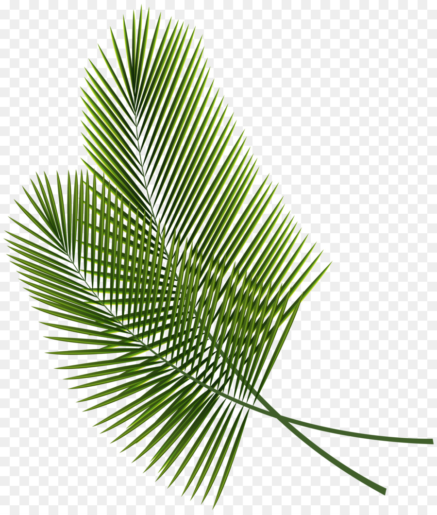 Leaf Arecaceae Palm branch Clip art - tropical png download - 5295*6226 - Free Transparent Leaf png Download.