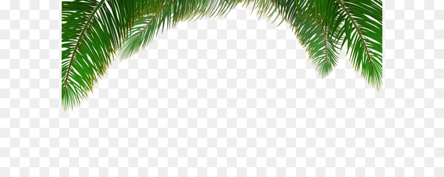 Arecaceae Tree Euclidean vector Leaf - Vector palm tree background png download - 2929*1600 - Free Transparent Arecaceae png Download.