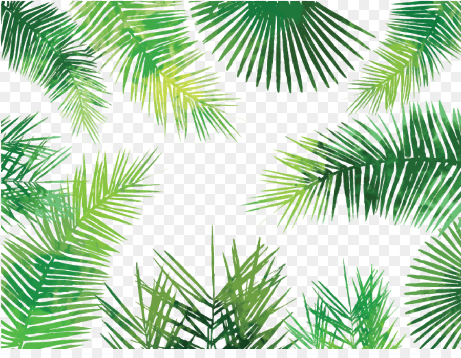 Asian palmyra palm Arecaceae Palm-leaf manuscript Tree - palm leaves png download - 2000*1516 - Free Transparent Asian Palmyra Palm png Download.