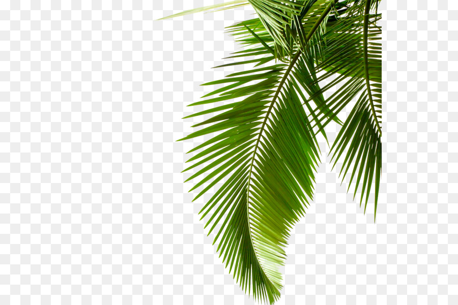 Sago palm Leaf Arecaceae Stock photography Cycad - Green palm leaves png download - 600*600 - Free Transparent Sago Palm png Download.