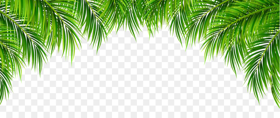 Arecaceae Leaf Clip art - Palm Leaves Decor PNG Clip Art Image png download - 8000*3238 - Free Transparent Arecaceae png Download.