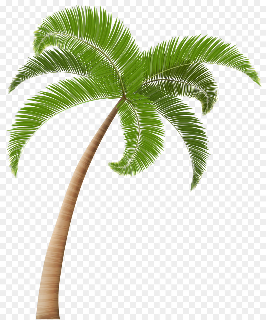 Arecaceae Coconut Tree Clip art - palm tree png download - 4176*5000 - Free Transparent Arecaceae png Download.